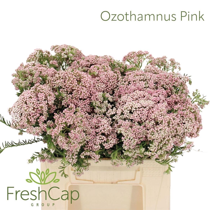 <h4>OZOTH COOKS TALL PIN</h4>
