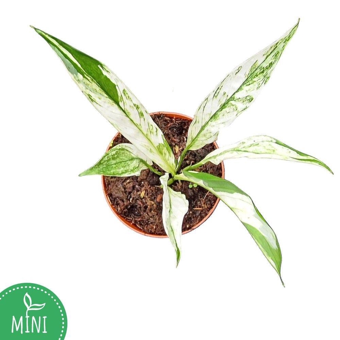 <h4>Spathiphyllum Snow Feather</h4>
