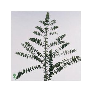 Euca Baby Blue Wx Zilver