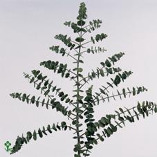 <h4>Euca Baby Blue Wx Koper</h4>