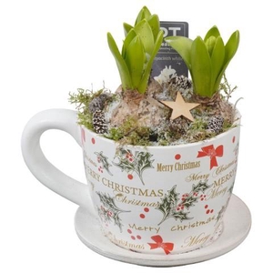PTWH7821 Arrangement Winter Hyacint in keramiek pot