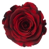 PRESERVED ROSES XL RED-03
