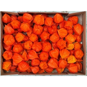 Physalis Lampion Los