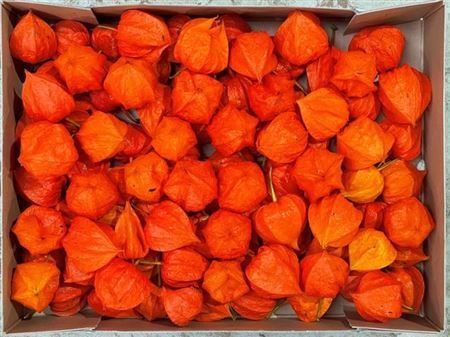 Physalis Lampion Los