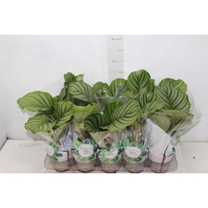 CALATHEA ORBIFOLIA P12