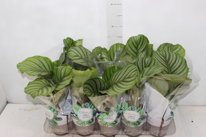 <h4>CALATHEA ORBIFOLIA P12</h4>