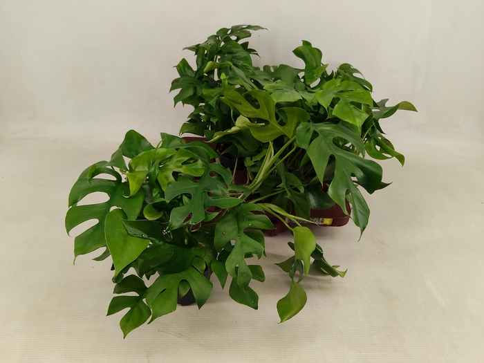 <h4>MONSTERA OV</h4>