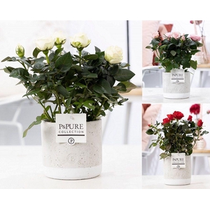 Rosa gemengd in P&PURE Jade ceramics