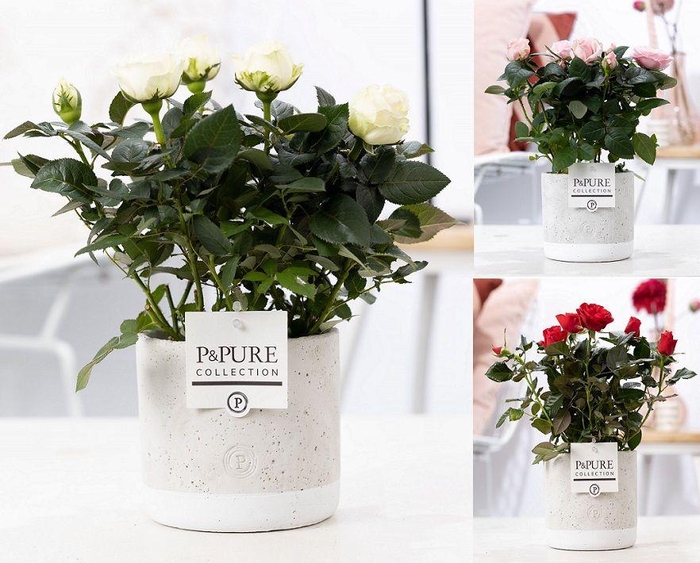 <h4>Rosa gemengd in P&PURE Jade ceramics</h4>