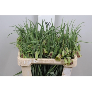 Fritillaria Acmopetala
