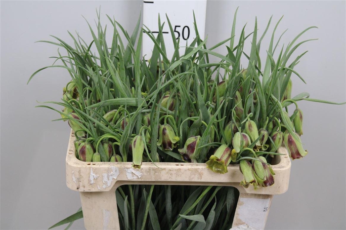 <h4>Fritillaria Acmopetala</h4>