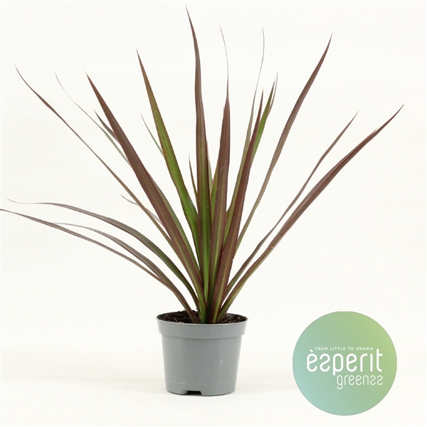 <h4>Dracaena Magenta</h4>