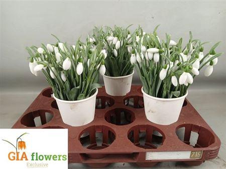 <h4>Galanthus Nivalis Bs</h4>