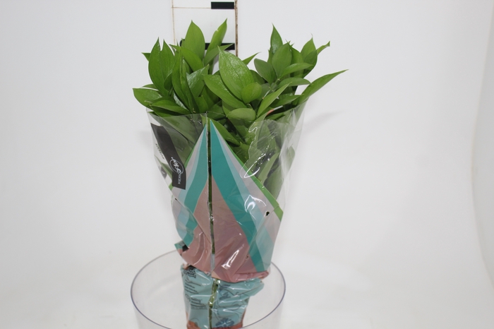 <h4>FOLHAGEM RUSCUS 060 CM</h4>