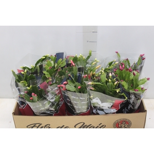 FLOR DE MAIO P11
