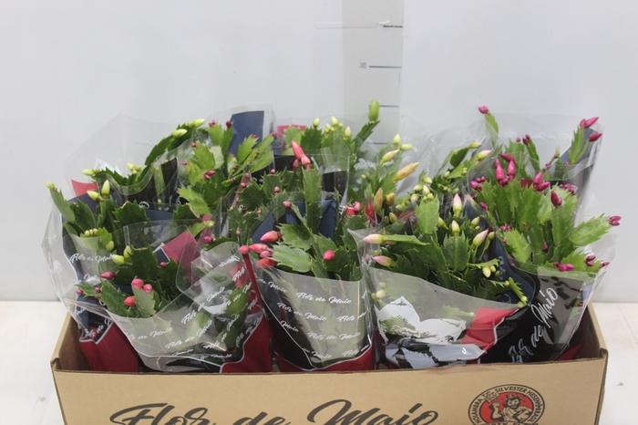 <h4>FLOR DE MAIO P11</h4>