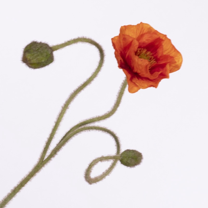 <h4>Papaver Spray Orange  FL440350ORA</h4>