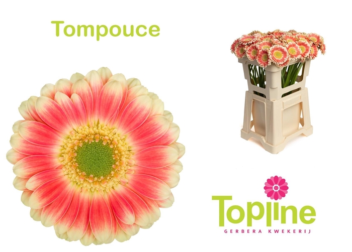 <h4>GE MI TOMPOUCE</h4>