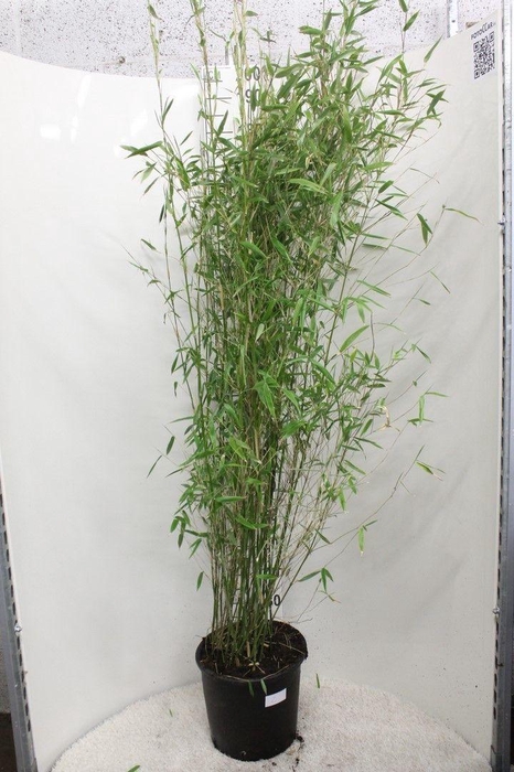 <h4>Fargesia murielae 'Jumbo' P32</h4>