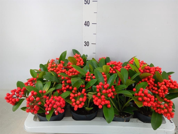 <h4>Skimmia jap. 'OBerries Red'</h4>