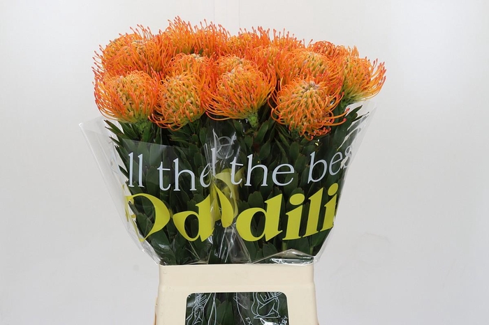 <h4>Nutans Ayoba Sun</h4>