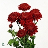 CHR TR WENDY ROOD 50 GR.