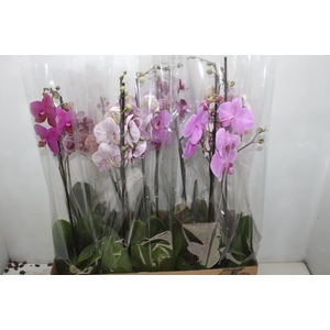 PHALAENOPSIS MIX P12
