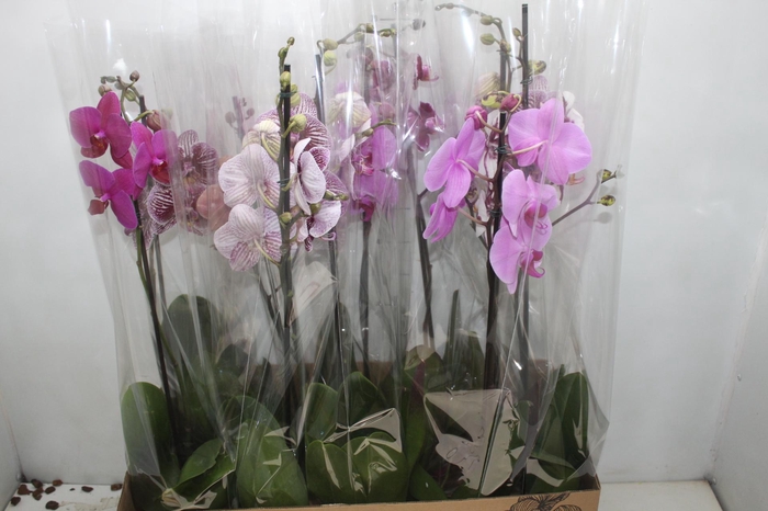 <h4>PHALAENOPSIS MIX P12</h4>