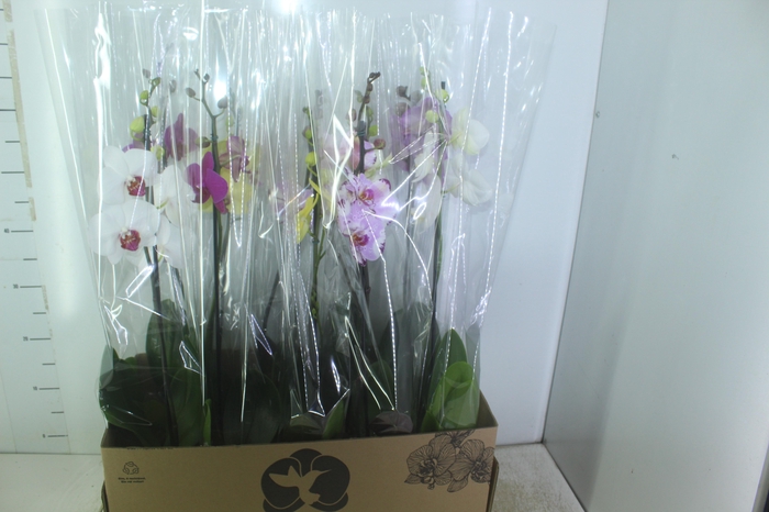 <h4>PHALAENOPSIS MIX P12</h4>