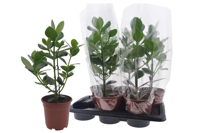 <h4>CLU RO PRINCESS</h4>