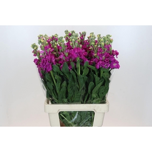 Matthiola Iron Rose