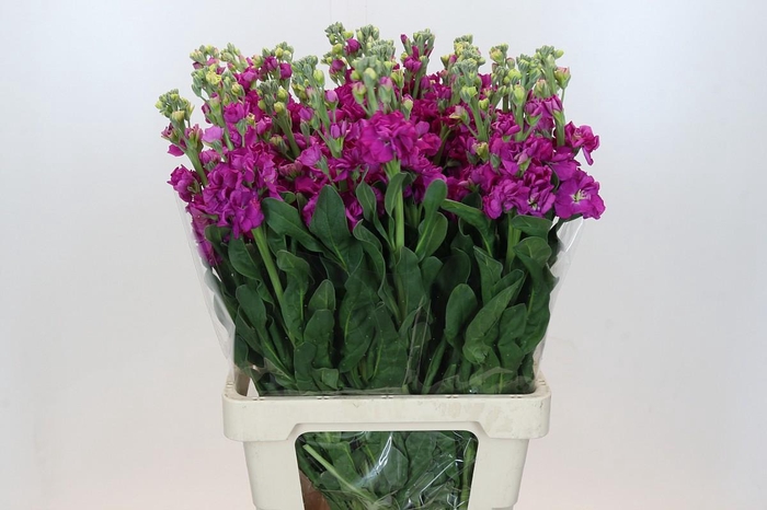 <h4>Matthiola Iron Rose</h4>