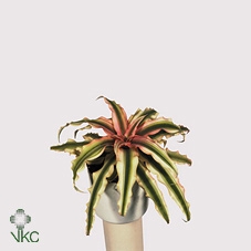 Cryptan Tigerinus Black