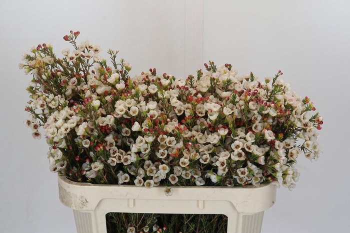 <h4>Chamelaucium Moonlight Delight</h4>