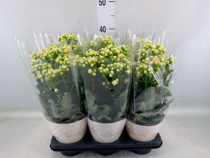 <h4>Kalanchoe  'MoreFlow Sunny Pink'</h4>