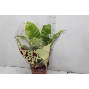 ASPLENIUM VARIADO P17
