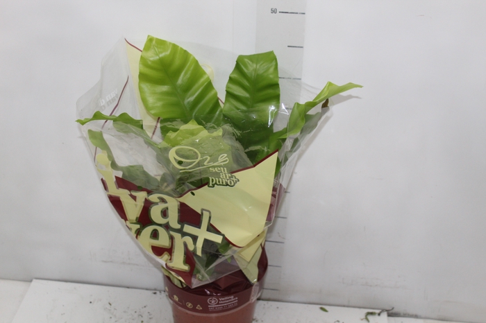 <h4>ASPLENIUM VARIADO P17</h4>