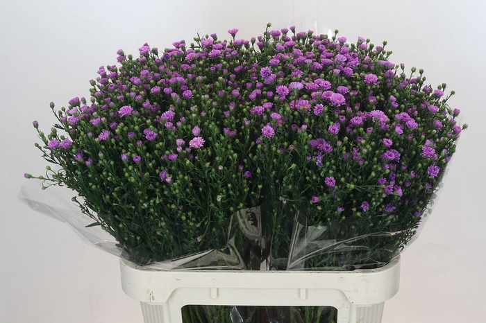 <h4>Aster Casarosa</h4>