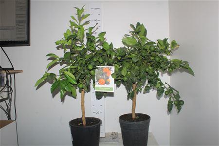 <h4>Citr Limon 15+</h4>