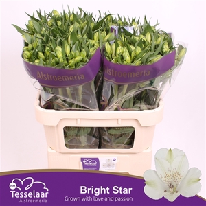 ALSTR BRIGHT STAR XL