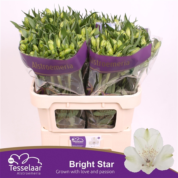 <h4>ALSTR BRIGHT STAR XL</h4>