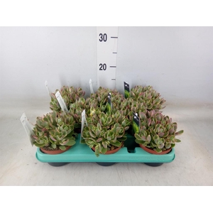 Crassula   ...