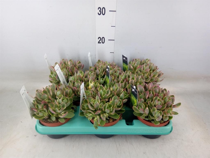 <h4>Crassula   ...</h4>