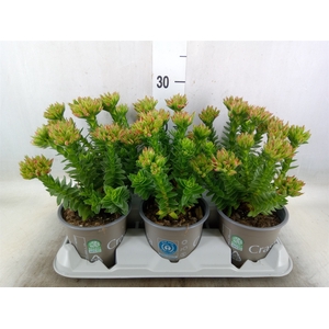 Crassula coccinea