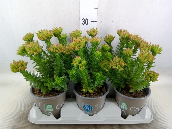 <h4>Crassula coccinea</h4>