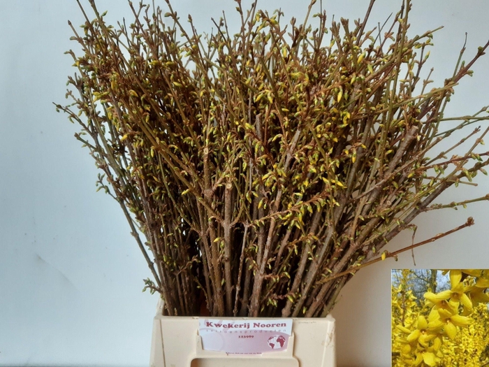 <h4>FORSY I SPECTABILIS</h4>