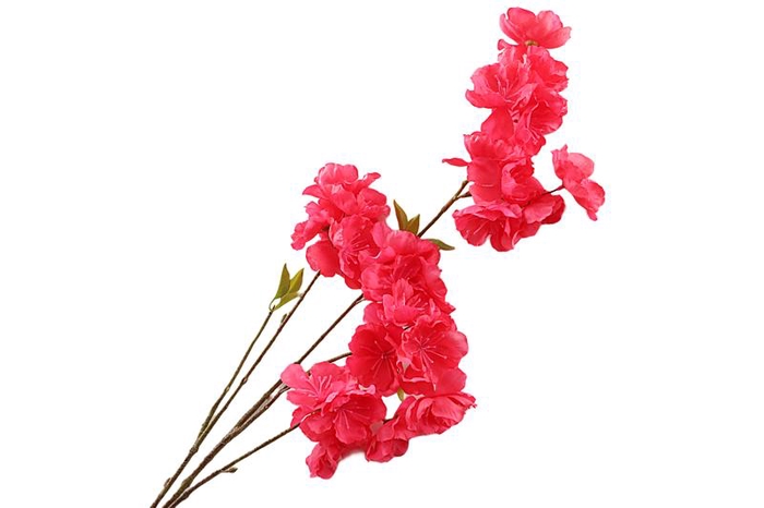 Prunus Cherry Blossom Cerise