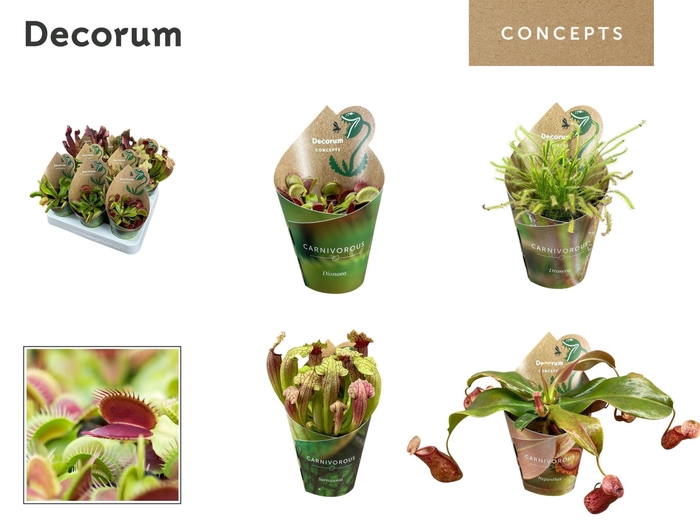 <h4>Vleesetende planten mix 8,5 cm in potcover (Decorum)</h4>