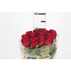 ROSA CON AMORE 050 CM ESTUFA