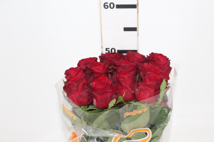 <h4>ROSA CON AMORE 050 CM ESTUFA</h4>